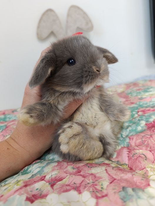 Królik króliczek mini lop hodowla zarejestrowana