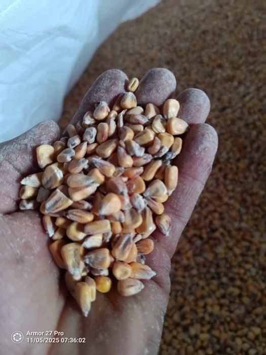 Kukurydza sucha ze zbioru 2025