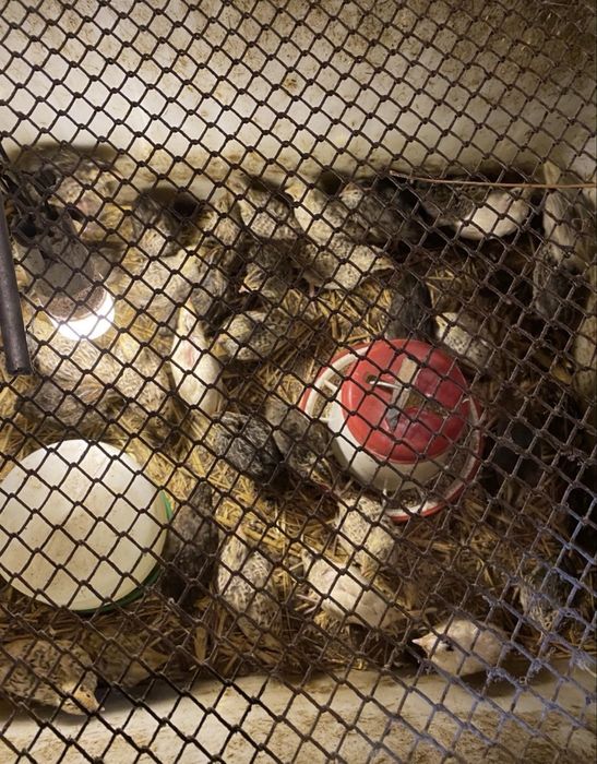 Sprzedam przepiórki 4 tygodniowe