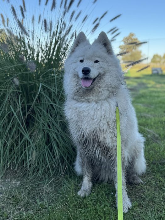 Hotel dla psów - opieka nad psami
