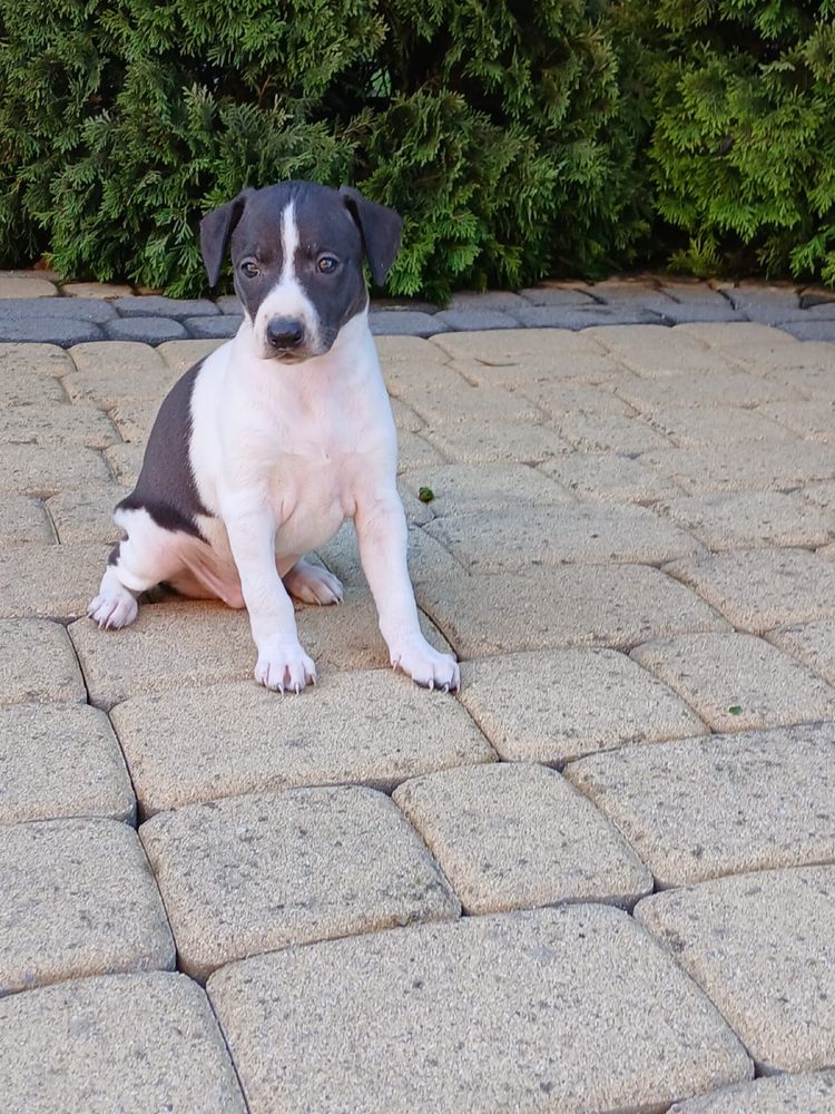 Chart angielski whippet piesek