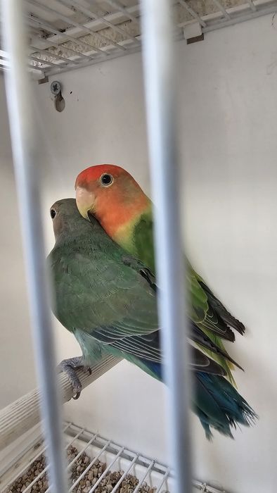 Agapornis roseicolis