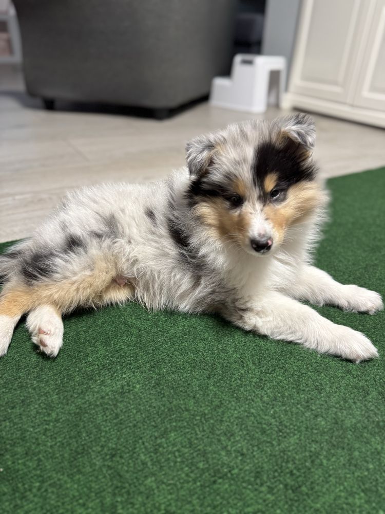 Owczarek szkocki collie FCI