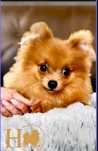 Szpic miniaturowy Pomeranian XXS
