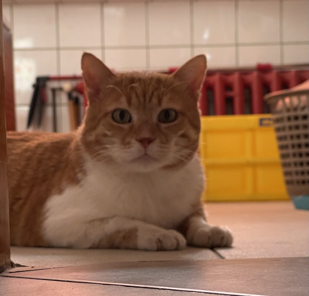 Zeus- to taki Garfield tylko, że z Grecji