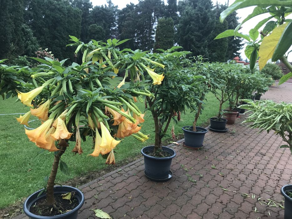 1 patyk do samodzielnego ukorzenienia pelny gratis pojedynczy kwiat