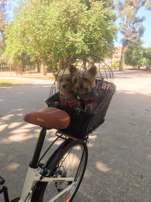 Cesto para bicicleta