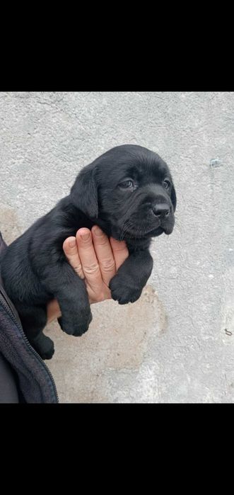 Labradora prete menina