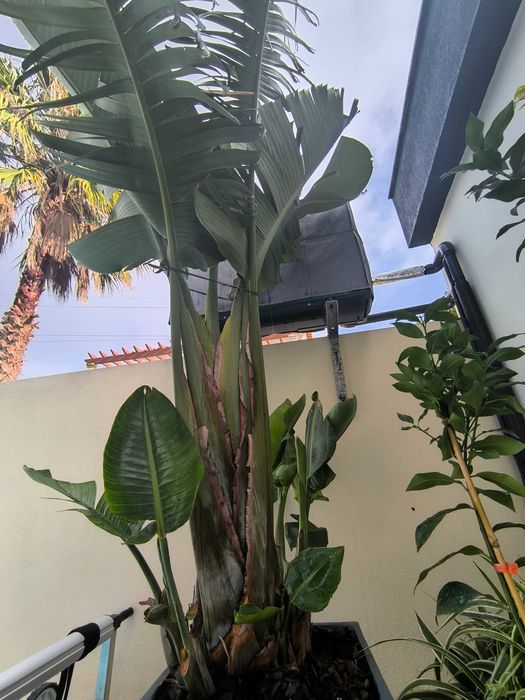Estrelícia Gigante (Strelitzia Augusta Nicolai)