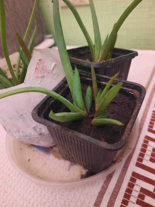 Алоэ. Настоящее алое вера