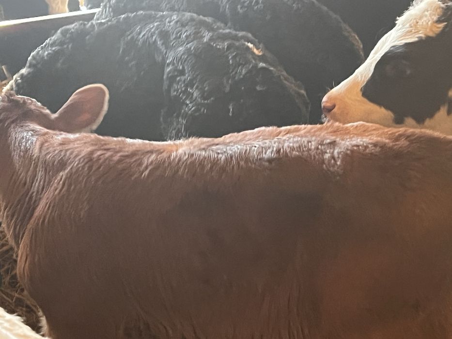 Sprzedam 13 cielat polskich