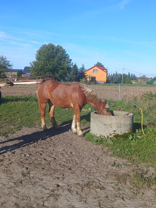 Klacz pkz z licencją