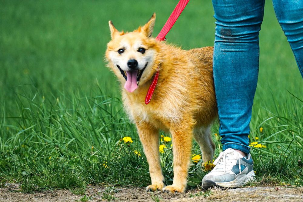Agat - śliczny, szorstkowłosy pies