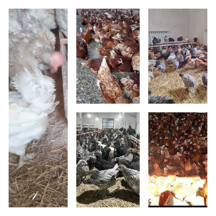 Продам кури несушки! Доставка безкоштовна. Іллінці!