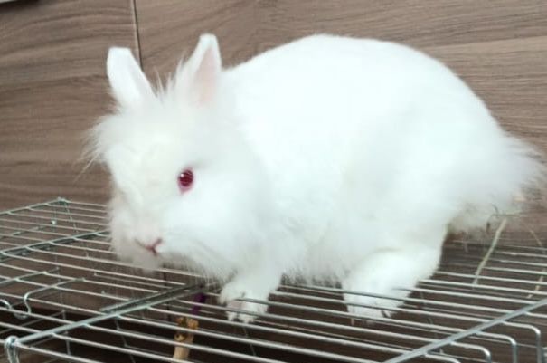 Oddam w dobre ręce królika z klatką !
