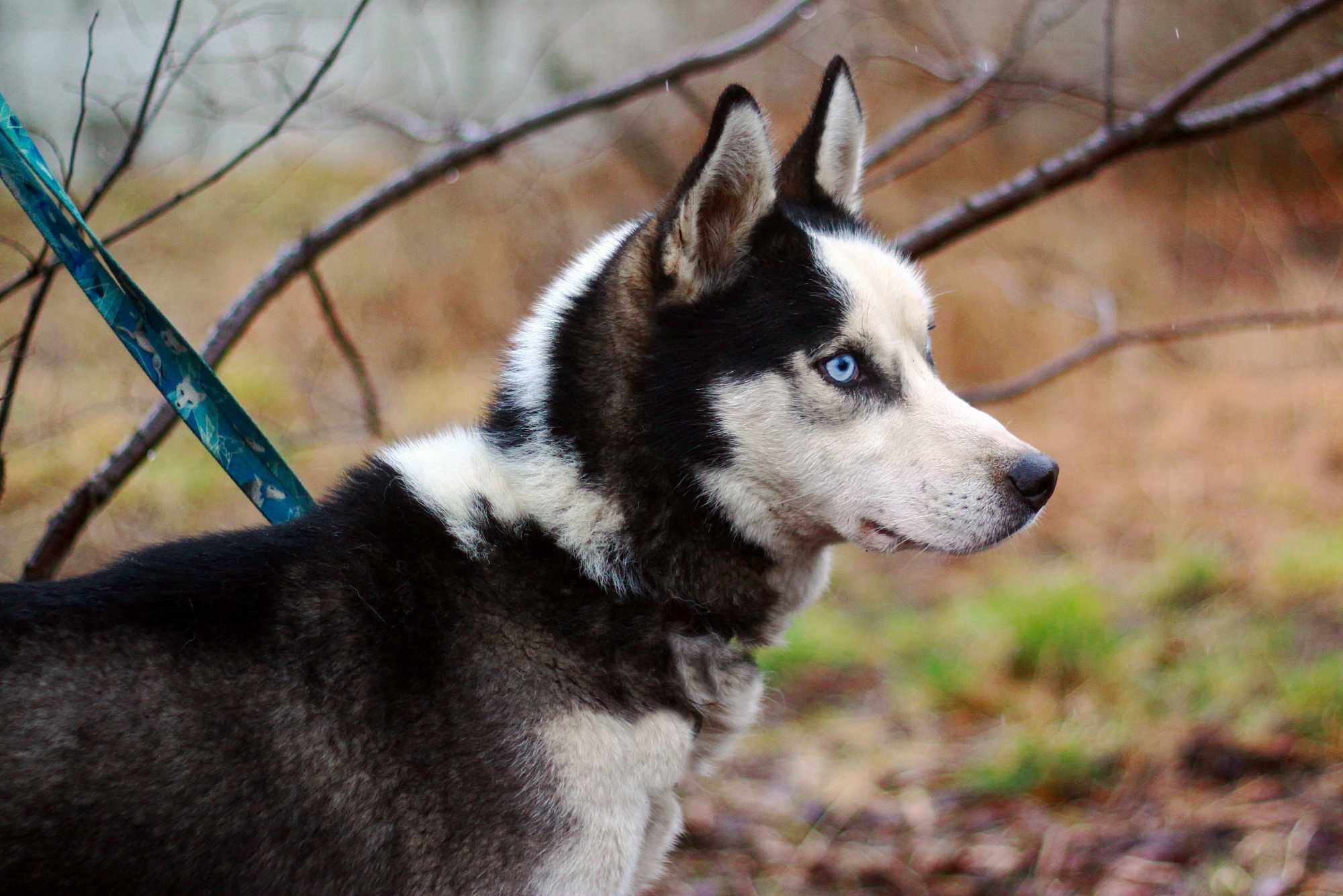 Młody, ale wystraszony pies husky szuka domu znającego potrzeby rasy