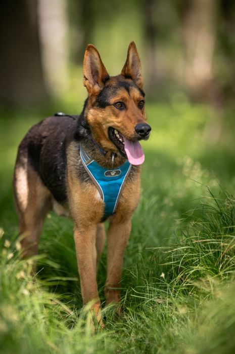 Radosny psiak w typie owczarka niemieckiego szuka swojego człowieka