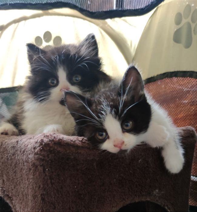 Віддам_ кішки_ кошеня_ шаміль