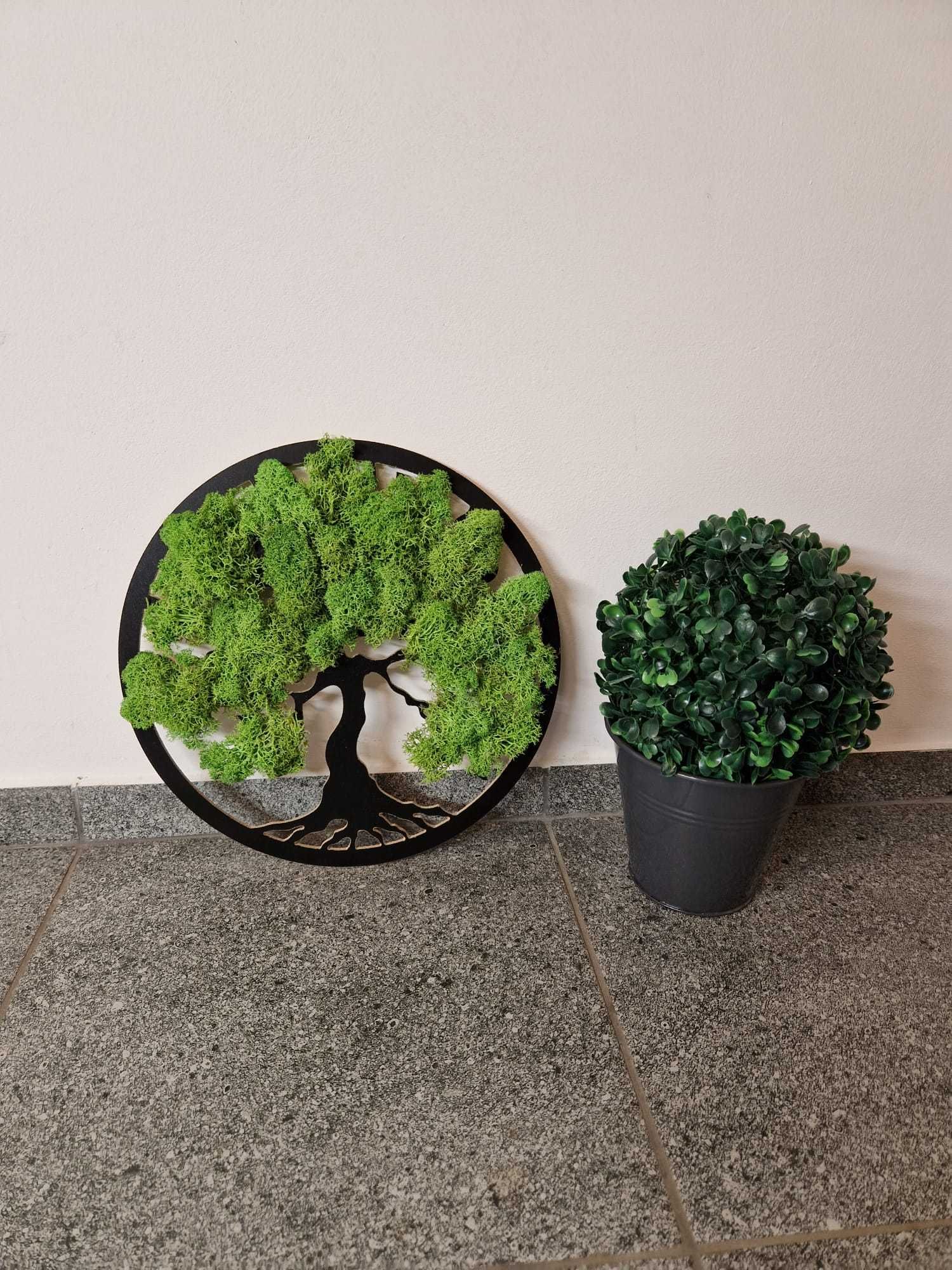 Drzewko szczęscia BONSAI mech drzewo ozdobne