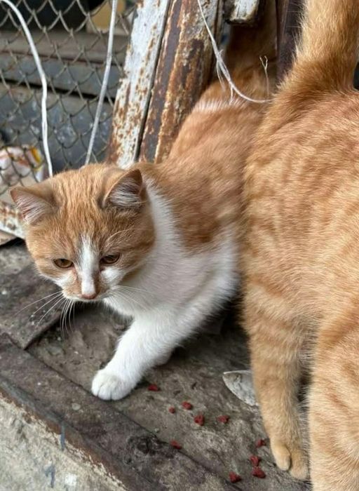 Котинята  хлопчики   , 3  місяці шукають  дім