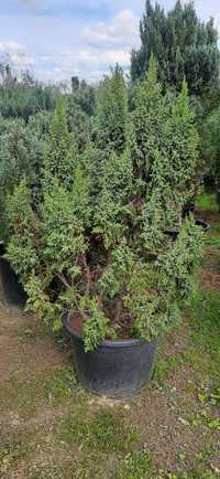 Jałowiec Chiński Spartan , Juniperus Chinensis 150cm -200cm Olszana
