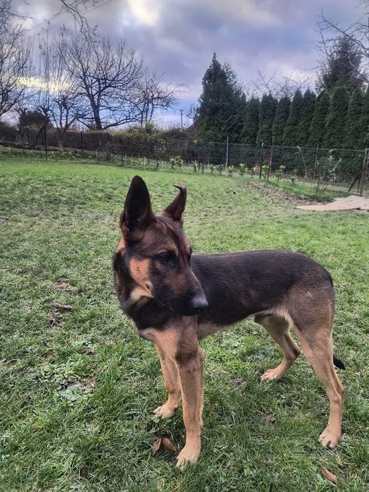 Owczarek belgijski Malinois