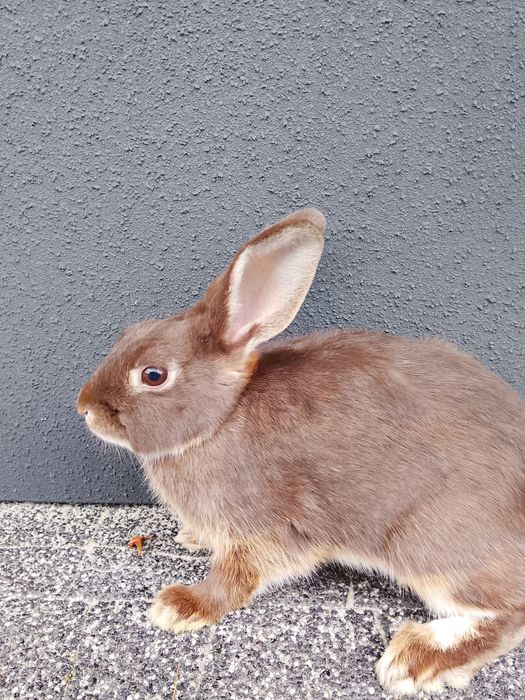 Króliki  miniaturki