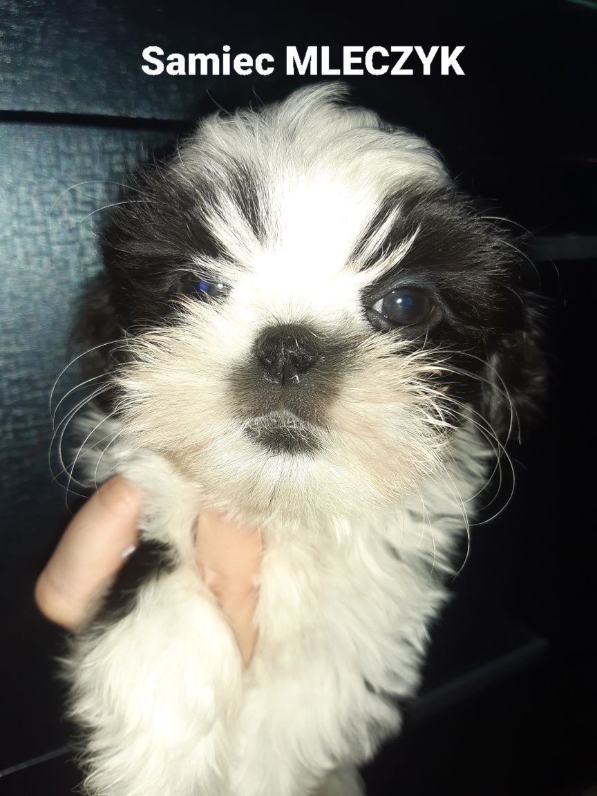 Shih-Tzu  maluszki