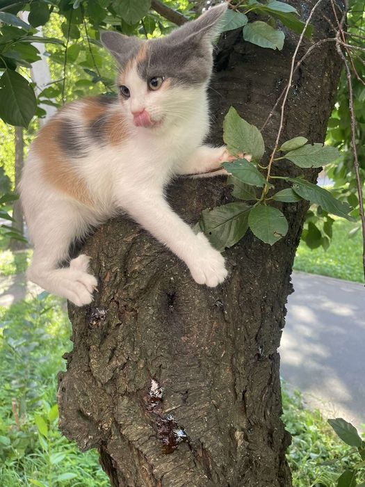 Отдам котенка трехцветку, 3 месяца, девочка