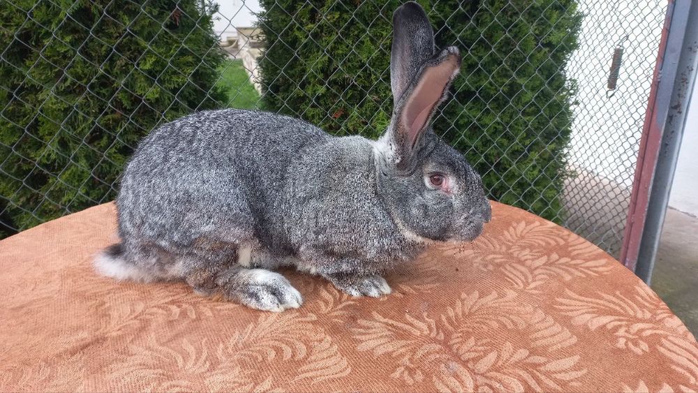 Самці породи шиншила