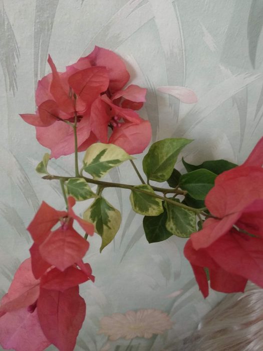 Пассифлора , бугенвиллии разные