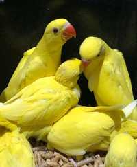 Жовтий ожереловий кільчастий папуга, ручний викормиш