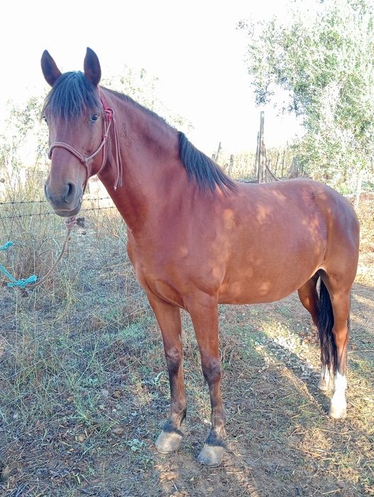 vendo égua cruzada lusitana