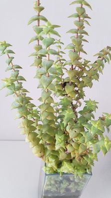 Suculentas - CRASSULA ovata / CRASSULA perforata e KALANCHOE tomentosa