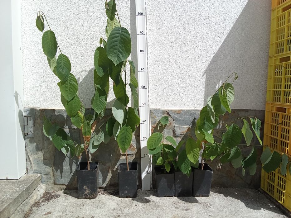 Anonas 100cm em vaso