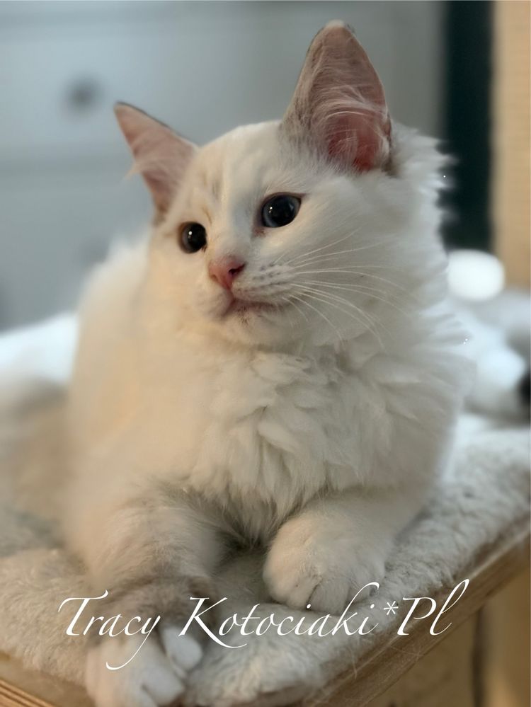 Kotka rasy Ragdoll
