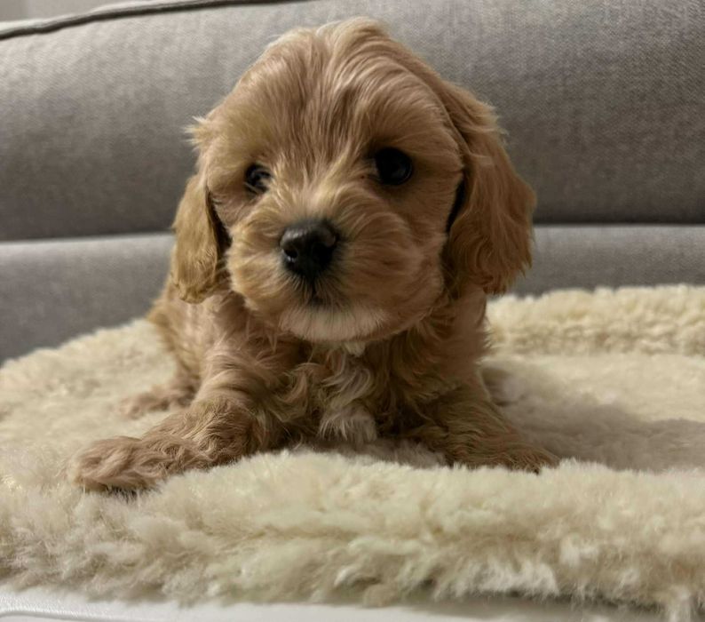 Maltipoo  mała sunia xs