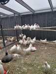 Leghorn,  Koguty