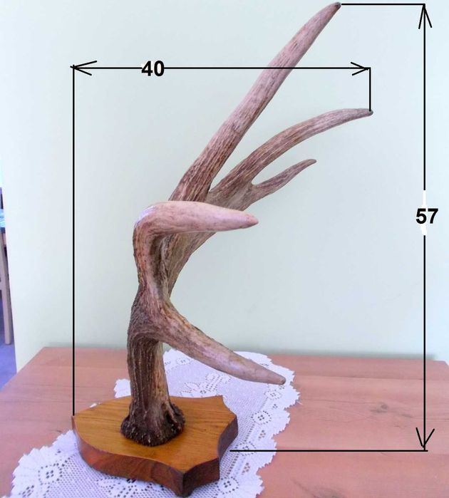 ŁOŚ Zrzut Poroże Rosocha Róg Rogi Trofeum Łopata Dekor Łosia