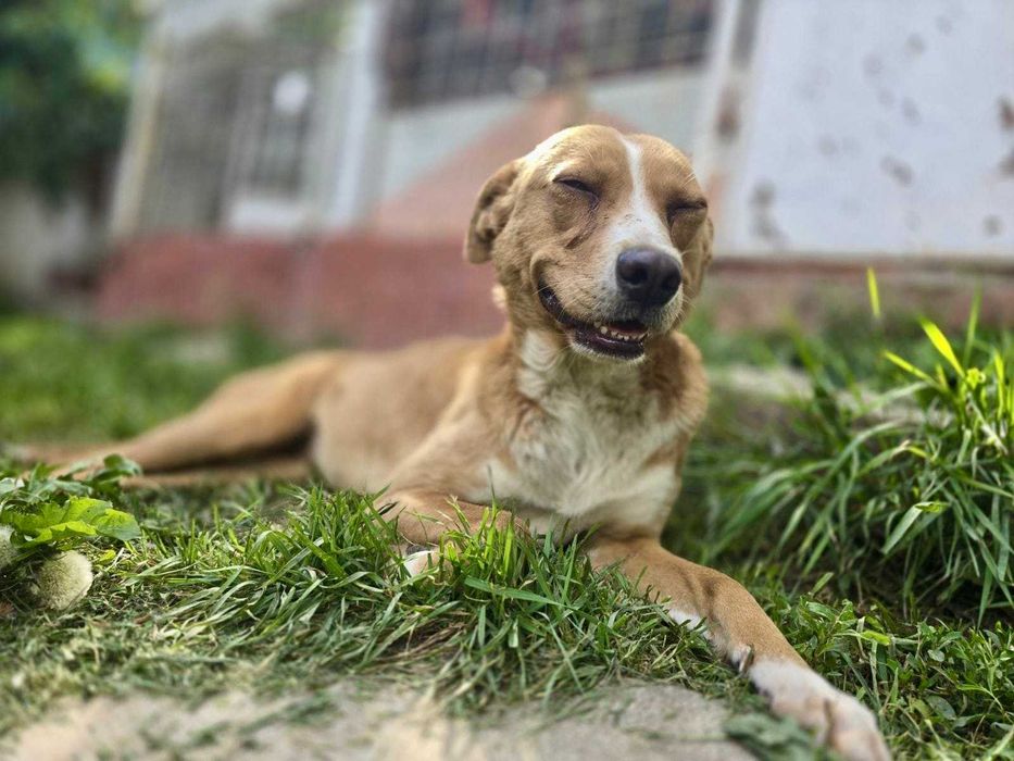 LEJLA 1,5 roczna drobna 8 kg  sunia znaleziona na ulicy w Bułgarii