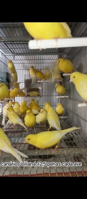 Canários liliana