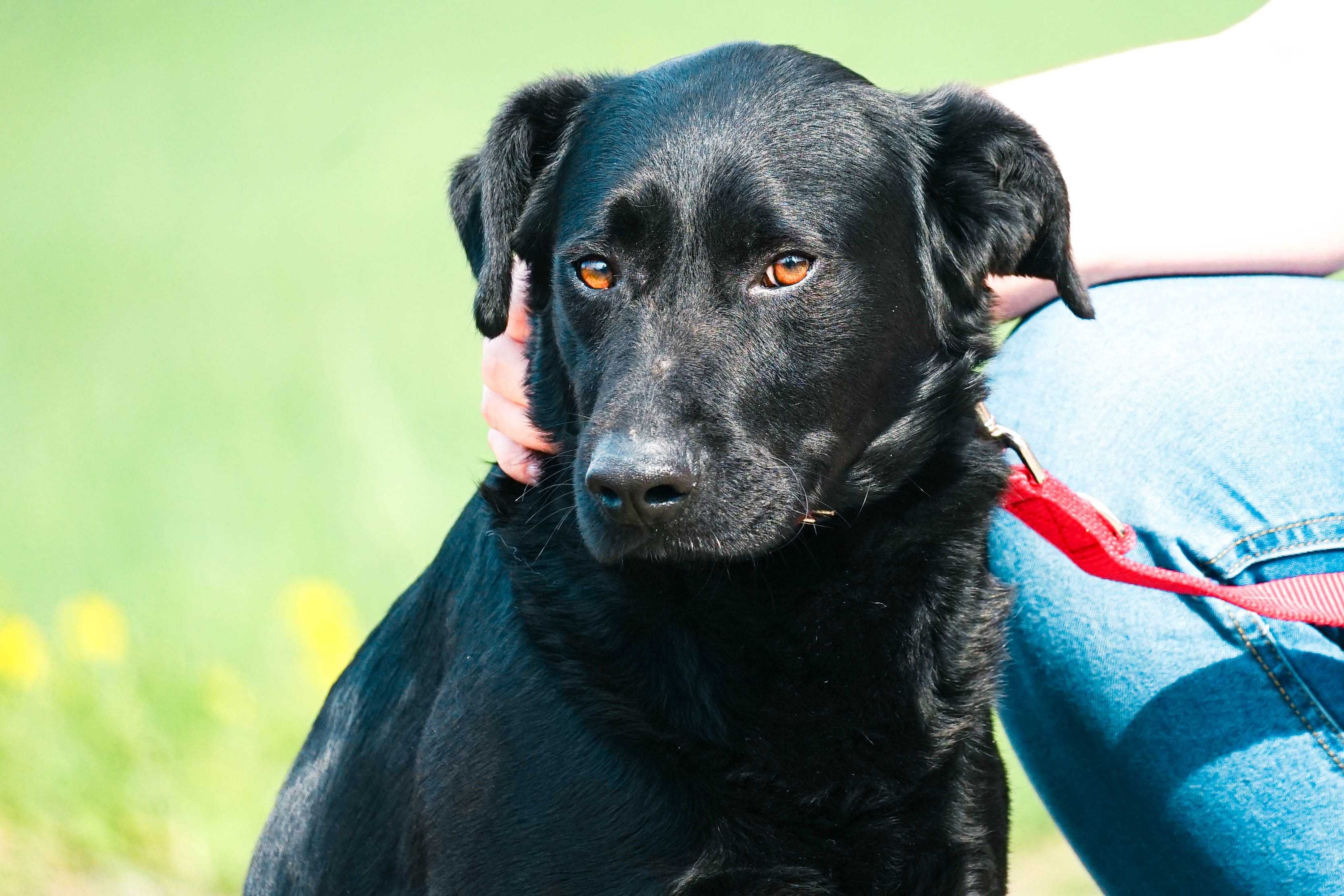 Litwin - młody psiak w typie labradora