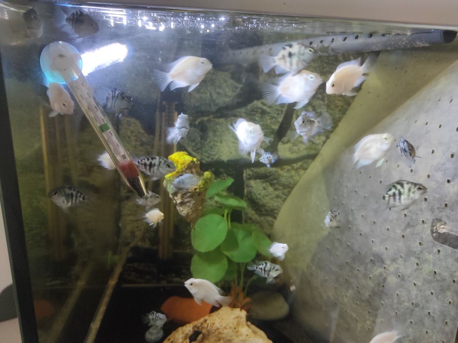 Crias de peixe papagaio blue saphira