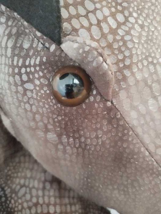 stroj smok dinozaur r 98/104 nowy skrzydla ogon zeby