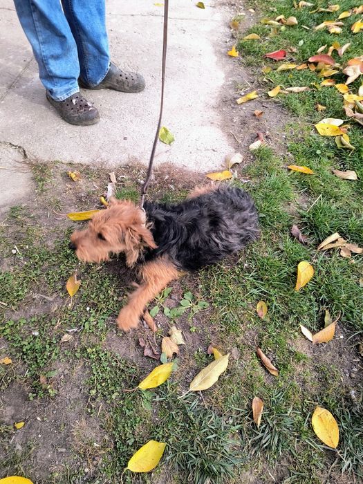 Oddam za darmo roczną suczkę foksterier