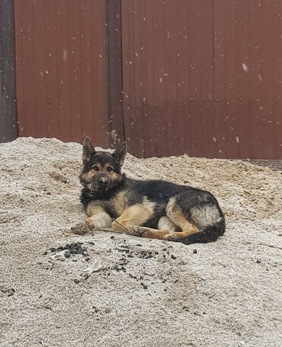 Шукаю дівчинку Німецької вівчарки