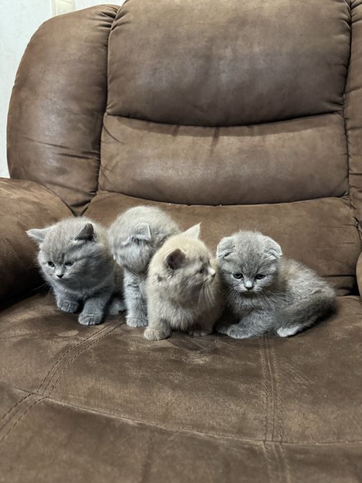 Кошенята висловушки .Дівчата і хлопчики