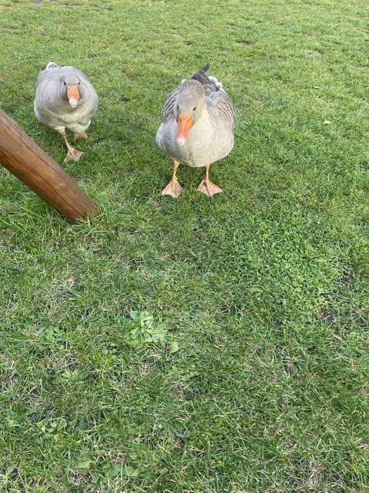 Gęsi landes parka tegoroczne