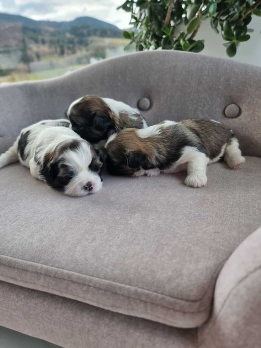 Shih Tzu tricolor szczeniak