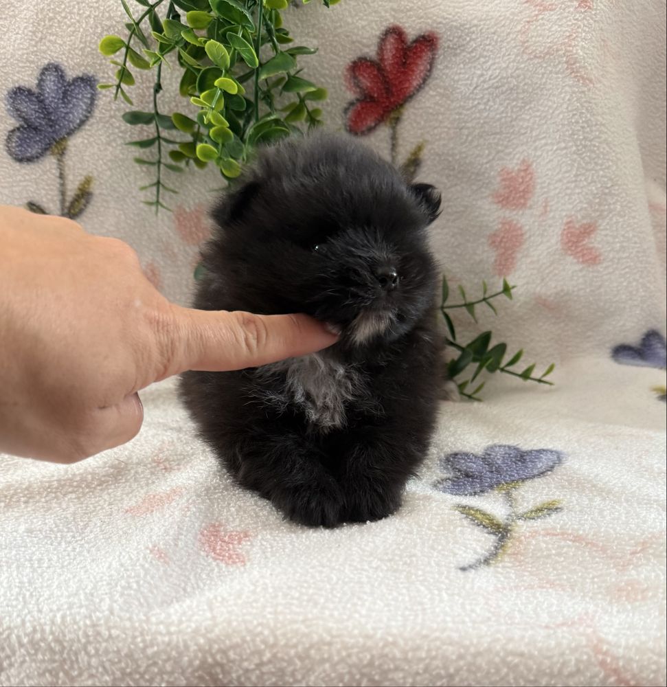 Excelente mini Lulu da Pomerania / Spitz Alemão Anão de Qualidade